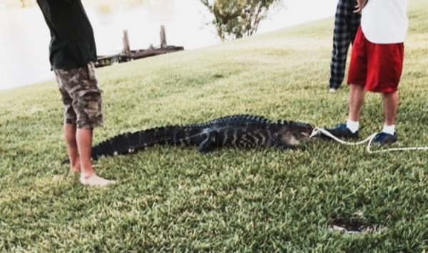 Gator (2)